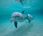 Дельфин с молодыми 1 купания в море